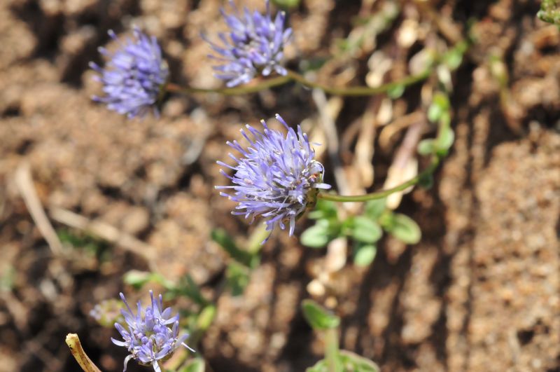 Jasione montana / Vedovella annuale